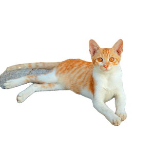 A Cute Ginger And White Cat Lying On A Pavement Outdoors, Enjoying A Sunny Day. 16544 - Cat PNG image with transparent background